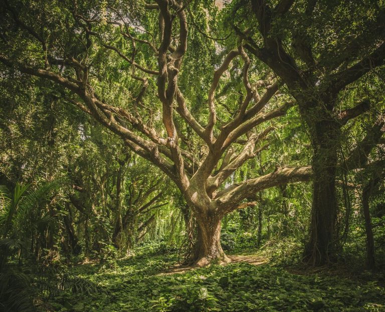 Arbre d'or de Brocéliande